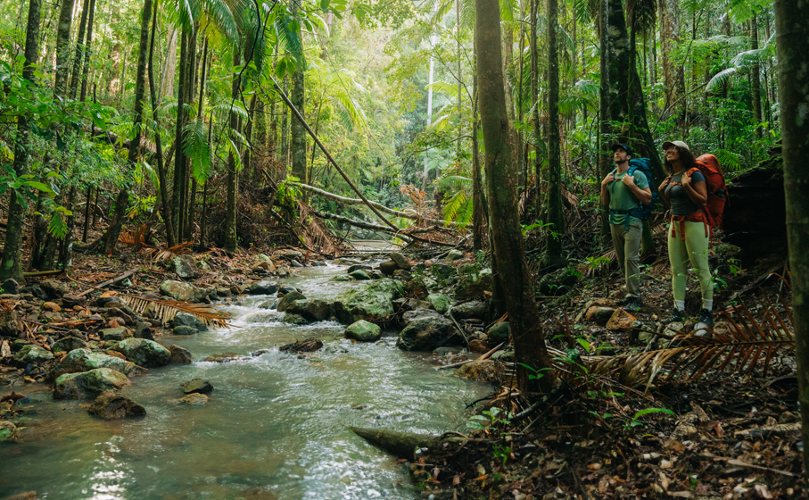Walkers admiring the towering rainforest on Gidjuum Gulganyi Walk. Credit: Remy Brand/DCCEEW © Remy Brand