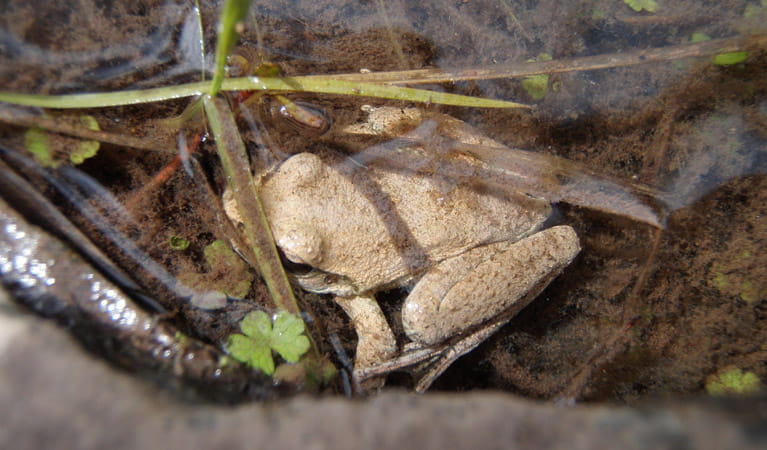 Abercrombie Frog, Abercrombie National Park. Photo: NSW Government