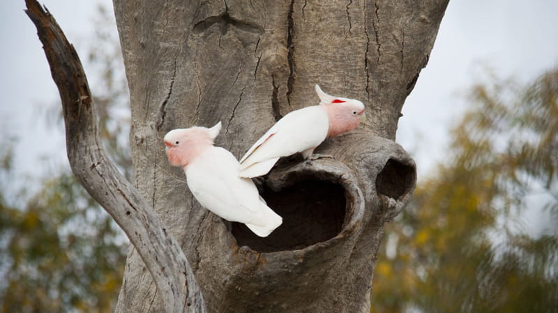 Pink cockatoos in a tree. Photo: David Finnegan