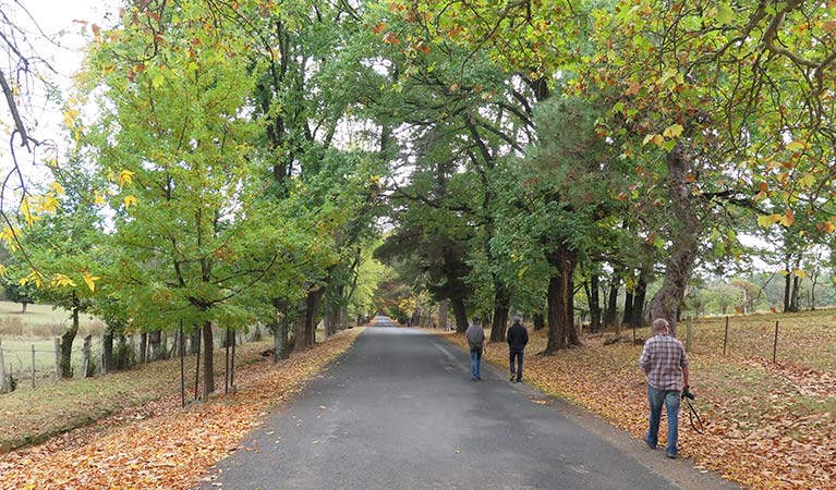 Autumn coloured leaves on trees lining the road into Hill End Historic Site. Photo: E Sheargold/OEH