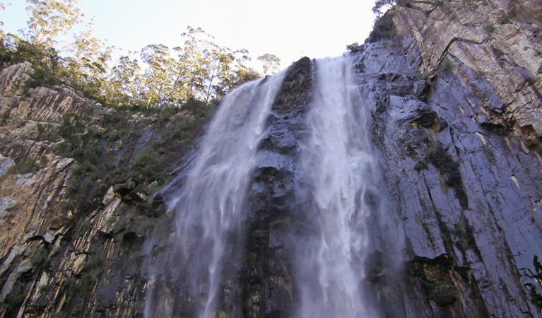 Minyon Falls Walking Track Nsw National Parks