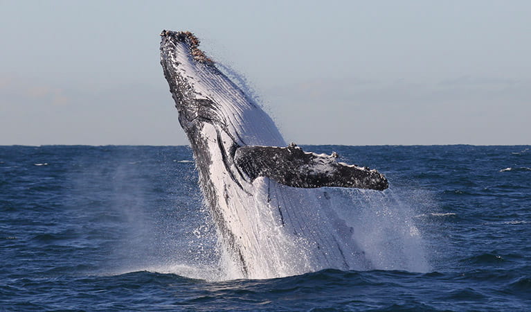 Itinerary: Whale watching | NSW National Parks