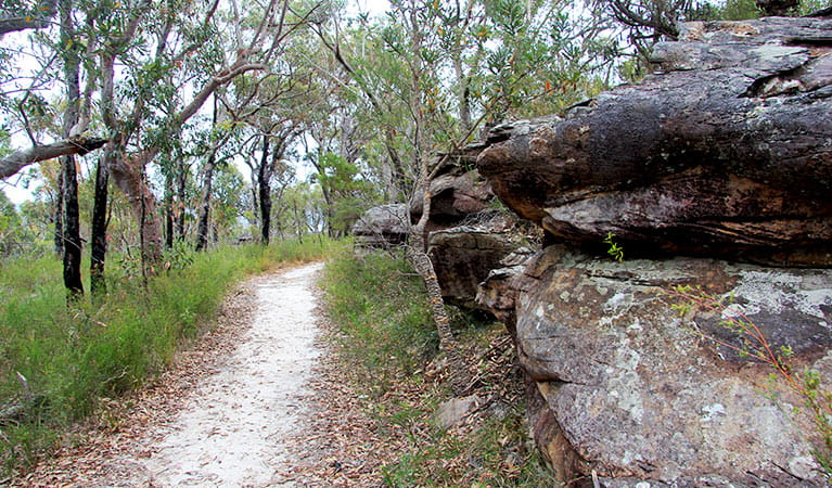 Topham walking track | NSW National Parks