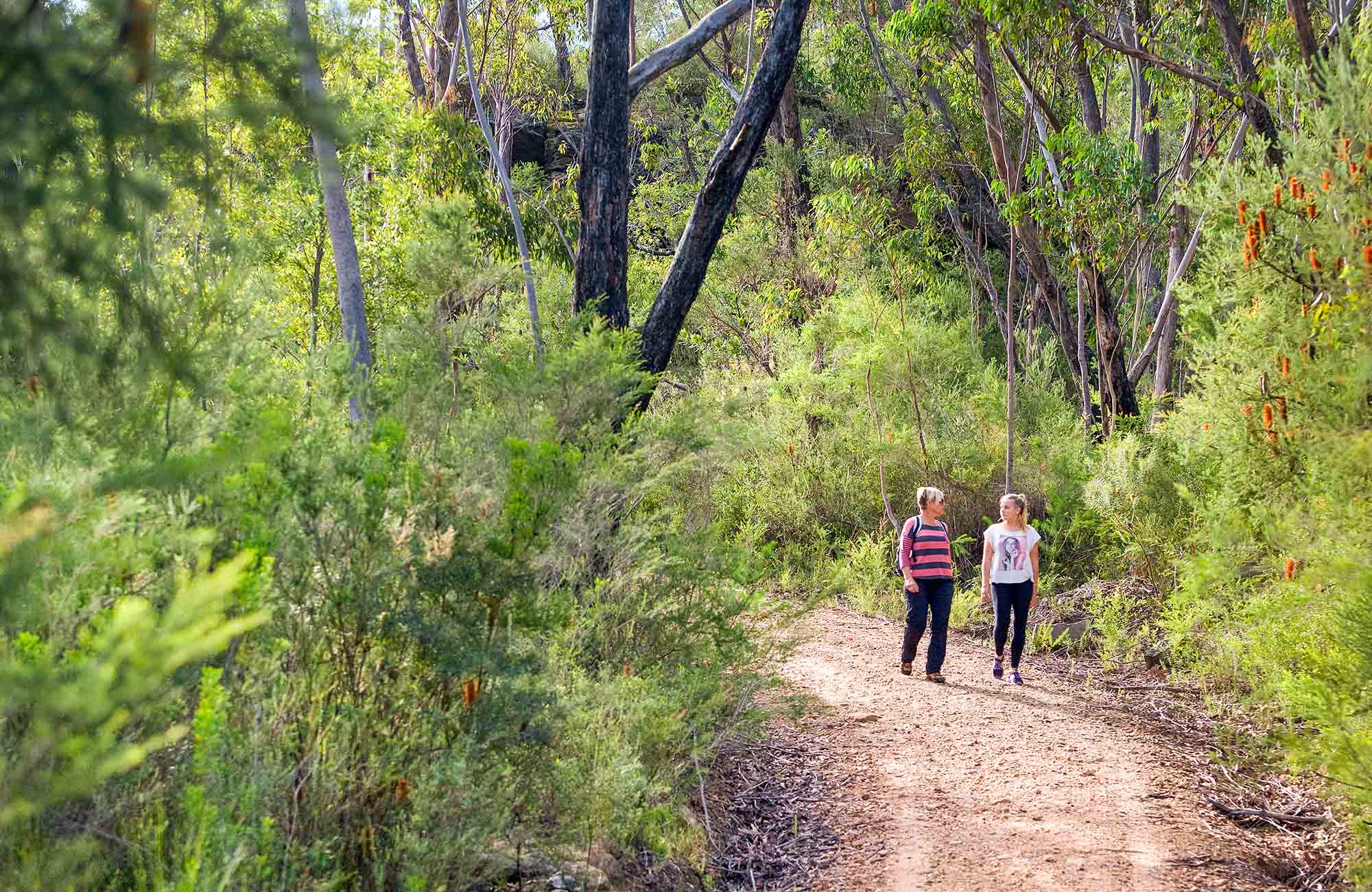 Bullawarring walking track | NSW National Parks