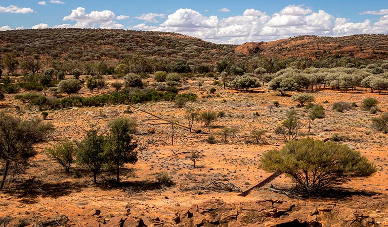 NSW deserts and arid shrublands  NSW National Parks