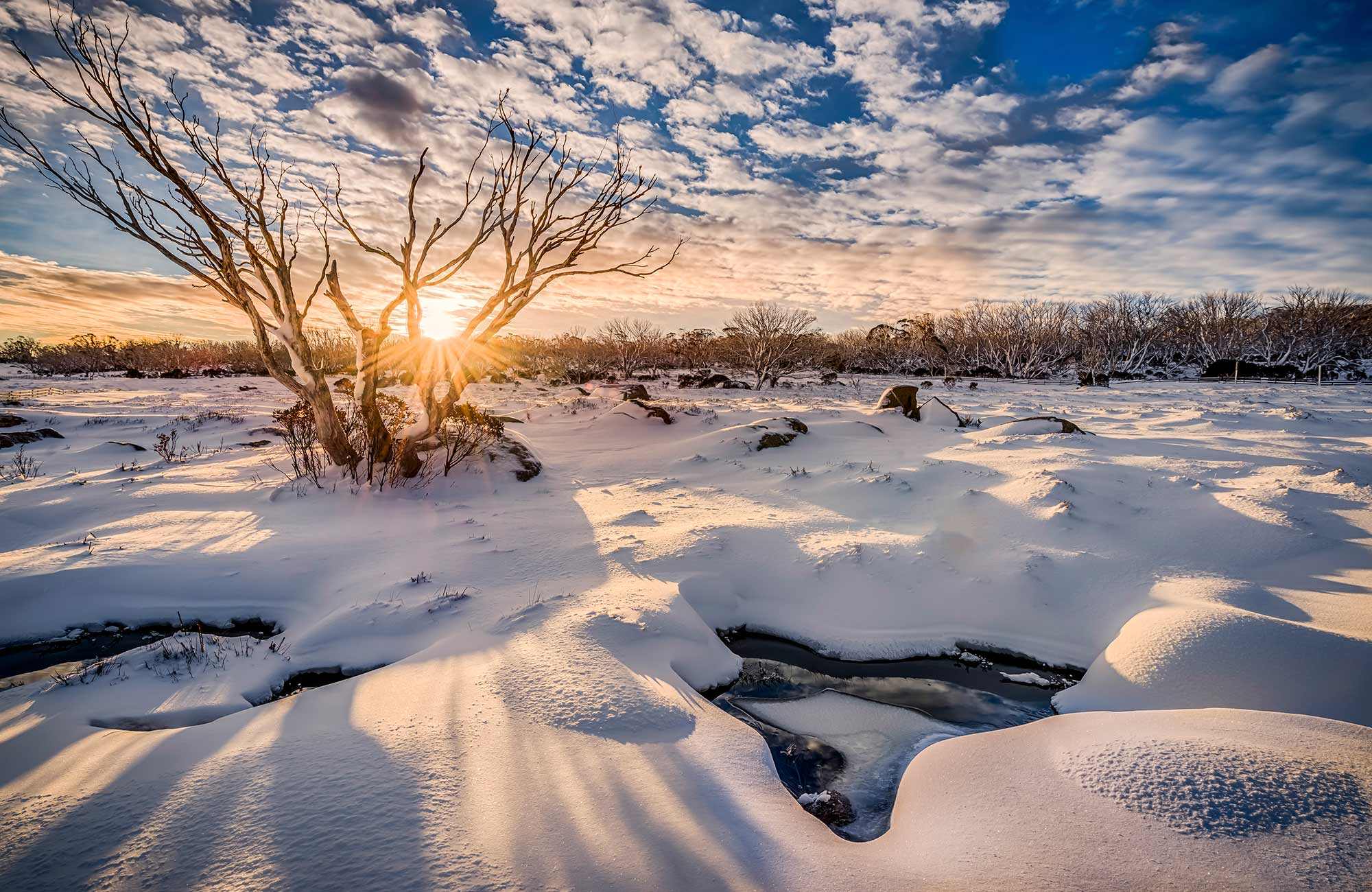 Australian Alps, Snowy Mountains, southern alps, environment, wildlife