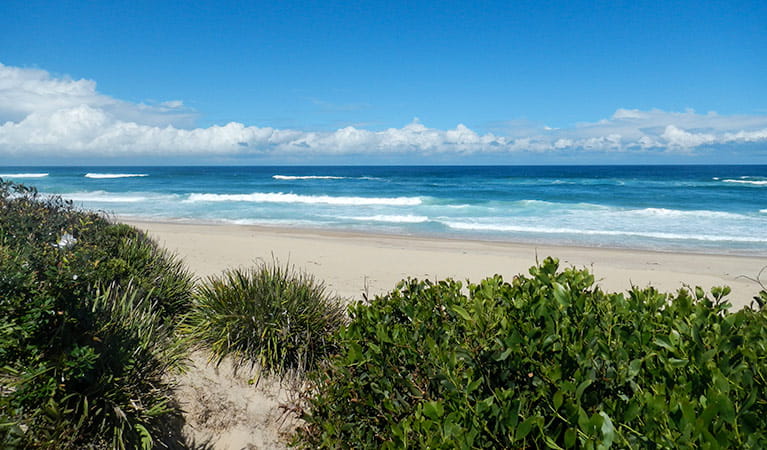 Cheesetree picnic area, Crowdy Bay National Park. Photo: Debby McGerty