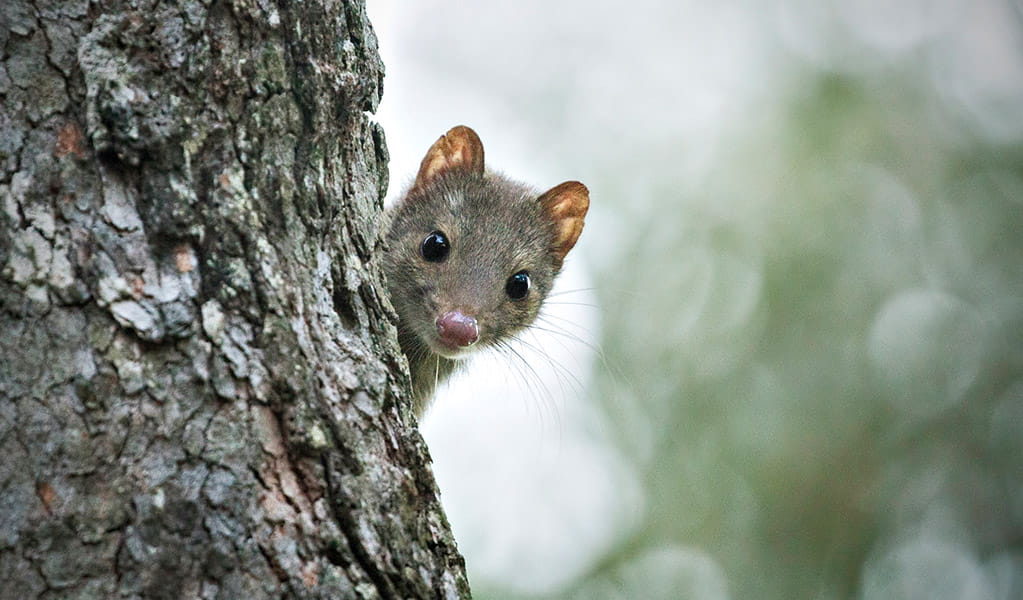 A spotted-tailed quoll on a tree. This vulnerable species is the largest remaining carnivorous marsupial on mainland Australia and is part of the Saving our Species conservation program. Credit: Lachlan Hall &copy; DCCEEW