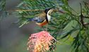 An eastern spinebill on a grevillea flower. Photo &copy; Andrew Turbill