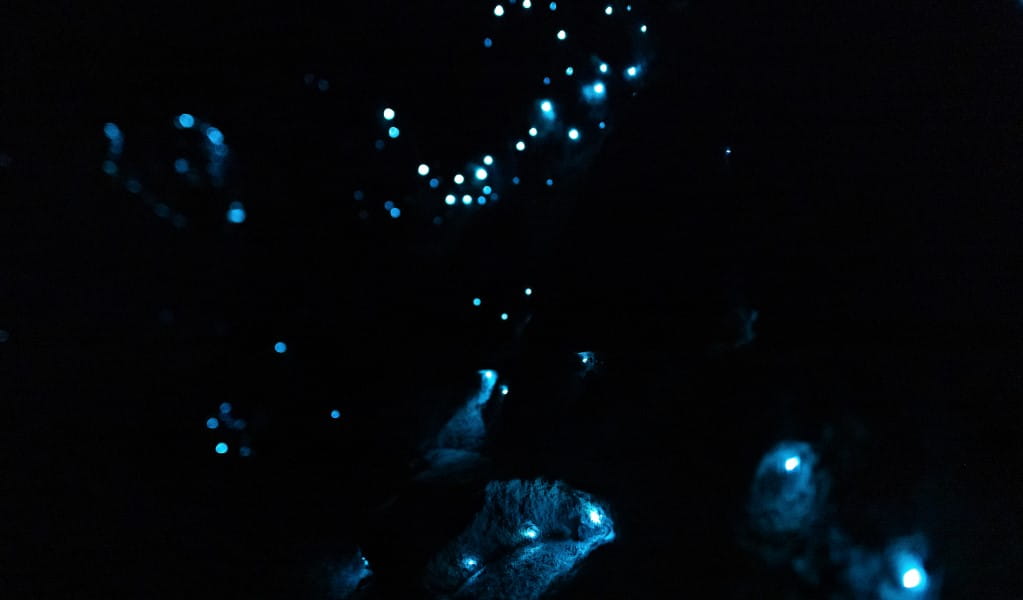 Glow worms in Wollemi National Park. Photo: Andrew Kaineder &copy; DCCEEW