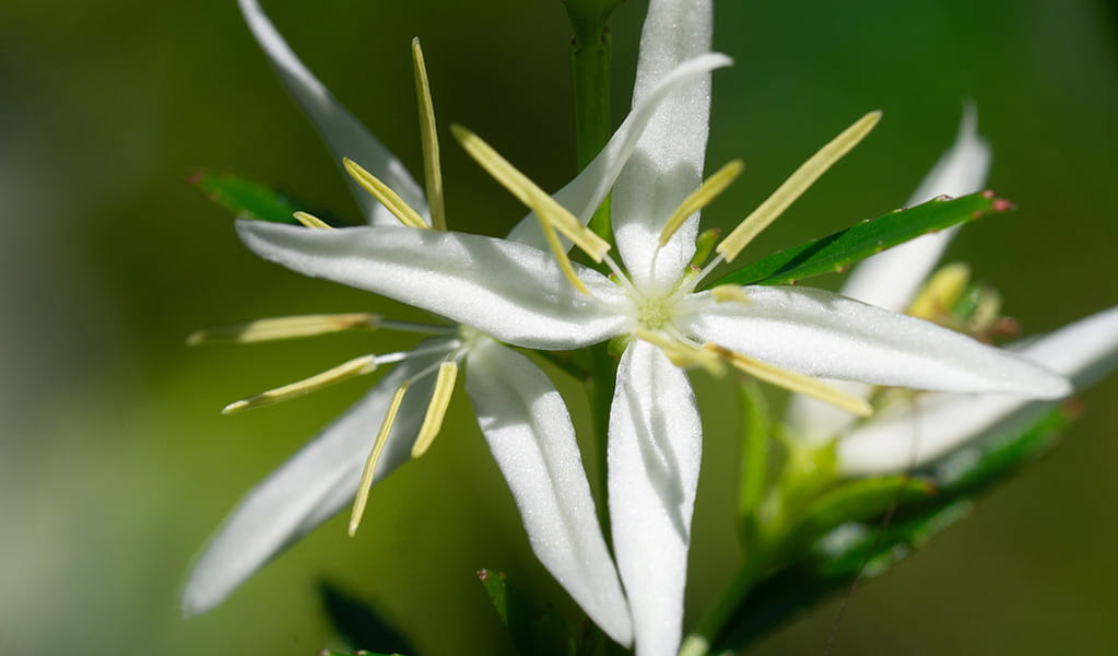 Close up of the white star-shaped flowers of the threatened Haloragodendron lucasii plant. Photo: Chantelle Doyle &copy; UNSW