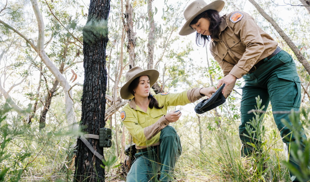 NPWS staff attaching a wildlife motion sensor camera to a tree focused on a lure which attracts small ground-dwelling mammals. Photo: Zain Kruyer &copy; Zain Kruyer