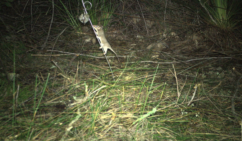 Photo of a pygmy possum captured on a wildlife motion sensor camera at night. Photo &copy; DEECW