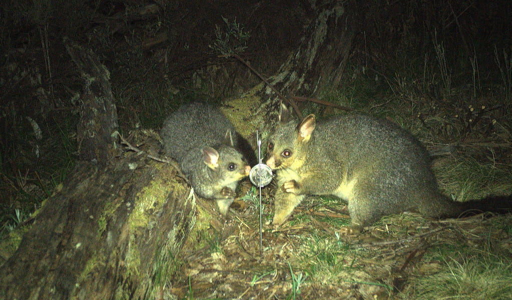 Photo of a brushtail possum and its joey captured on a wildlife motion sensor camera at night. Photo &copy; DEECW