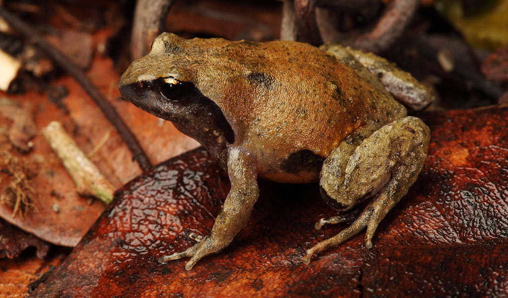 Profile view of a threatened Loveridge's frog on a rainforest tree root. Photo: Stephen Mahony &copy; Stephen Mahony