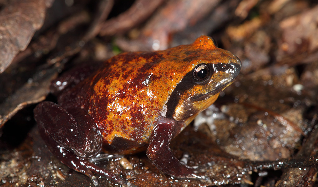 Close up  profile view of an endangered Pugh's mountain frog amongst rainforest leaf litter. Photo: Stephen Mahony &copy; Stephen Mahony