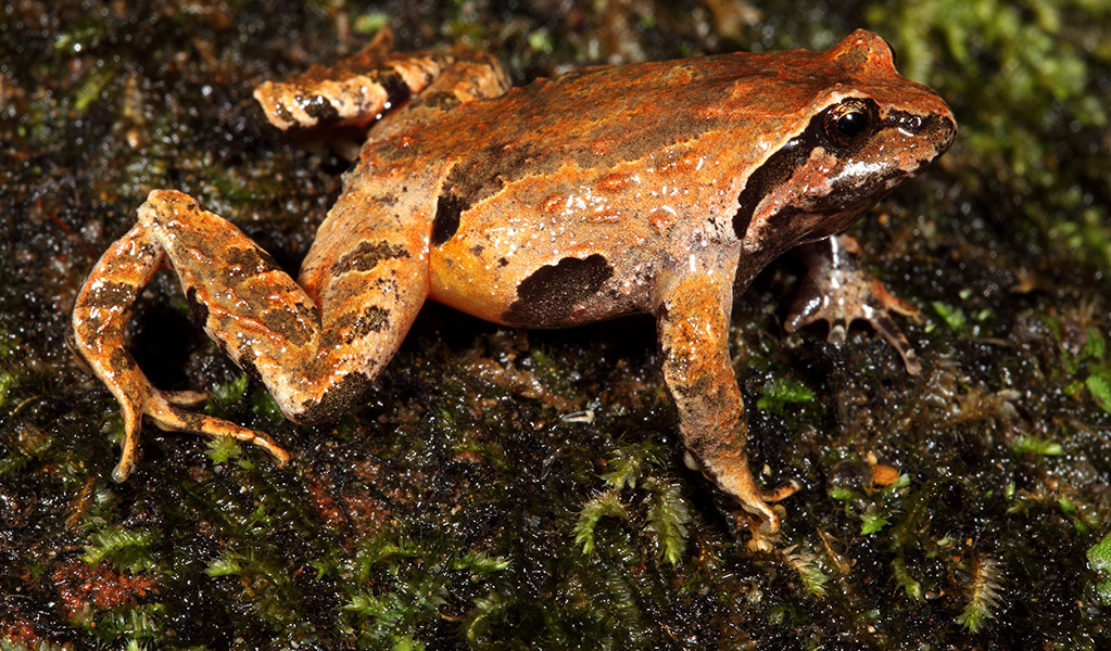 Close up  profile view of a vulnerable sphagnum frog on a moss-covered rock. Photo: Stephen Mahony &copy; Stephen Mahony