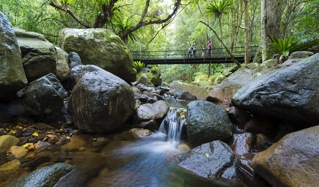 A group on the boardwalk, which spans large rocks and the creek below and is in the middle of the lush Minnamurra Rainforest. Credit: David Finnegan &copy; DCCEEW