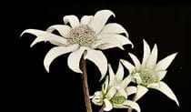 Image of a flannel flower from A Closer Look art exhibition. Credit and &copy; Jennifer Turner