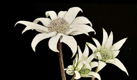 Image of a flannel flower from A Closer Look art exhibition. Credit and &copy; Jennifer Turner