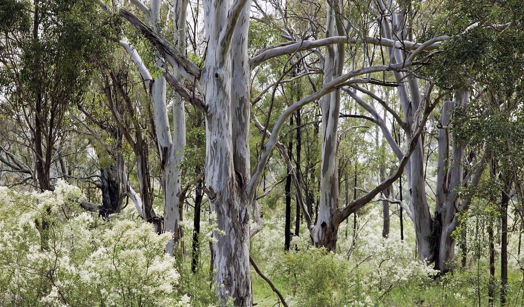 The Cumberland Plain woodland, with gum trees and an understorey of native blackthorn with white blossoms. Photo: The Australian Botanic Garden Mount Annan / Simone Cottrell &copy; RBG