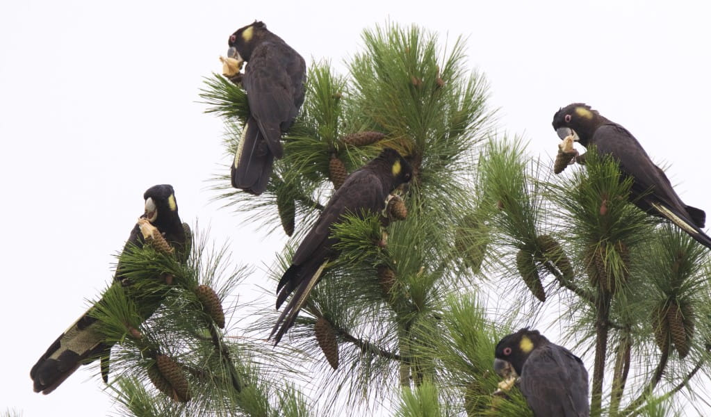 Yellow-tailed black cockatoos in a tree. Photo: Simon Husher &copy; Birding Sydney and Beyond