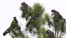 Yellow-tailed black cockatoos in a tree. Photo: Simon Husher &copy; Birding Sydney and Beyond