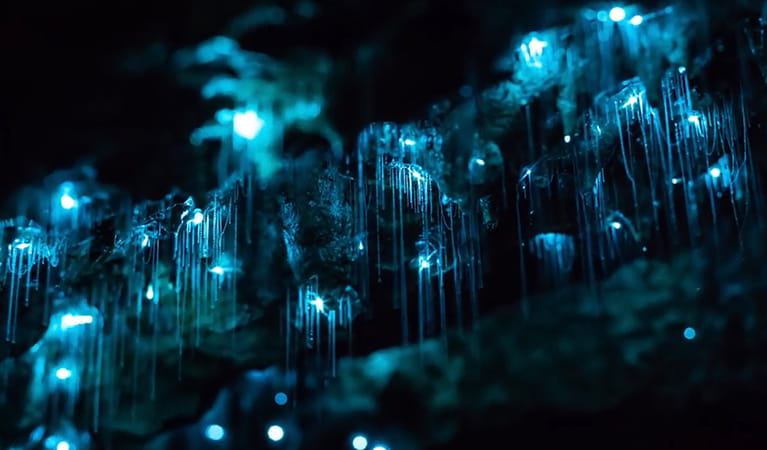 glow worm cave tours blue mountains