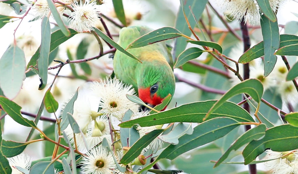 A green, red and yellow little lorikeet surrounded by leaves and white blossoms, Agnes Banks Nature Reserve. Photo: Charles Dove/DCCEEW &copy; DCCEEW