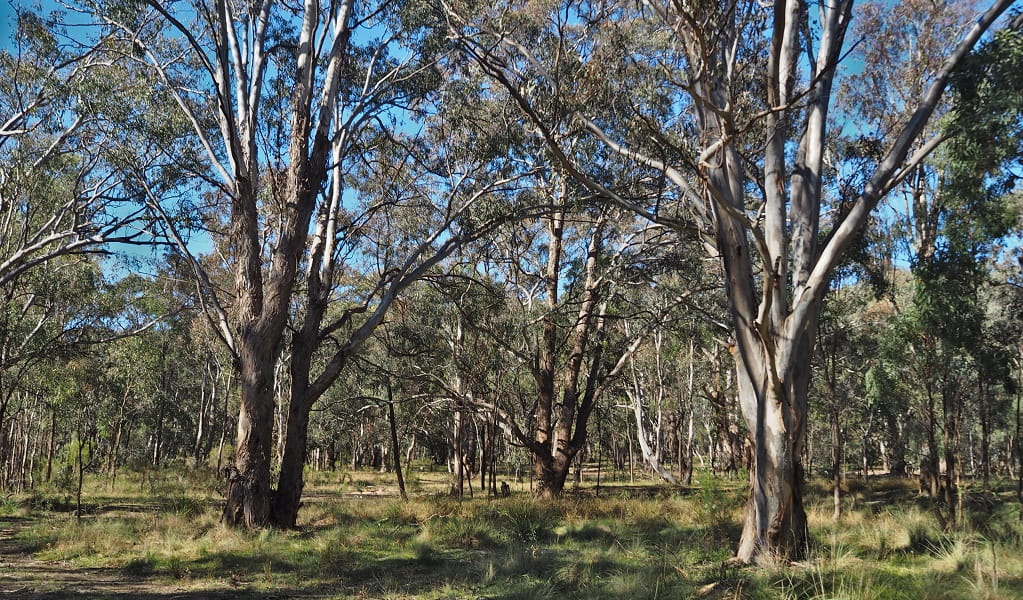 Cumberland Plain Woodland with ground cover of green grasses. Its dry sclerophyll woodlands include a type of endangered eucalyptus only found on the Cumberland Plain, Agnes Banks Nature Reserve. Photo: Peter Ridgeway/DCCEEW &copy; DCCEEW