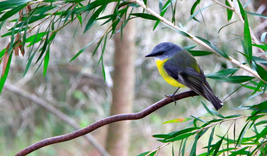 An eastern yellow robin, with violet-blue face, grey and black wings and bright yellow chest, sitting on a branch, Agnes Banks Nature Reserve. Photo: Rosie Nicolai/DCCEEW &copy; DCCEEW