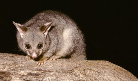 Brush tail possum pictured at night. Photo: Ken Stepnell/DCCEEW &copy; DCCEEW