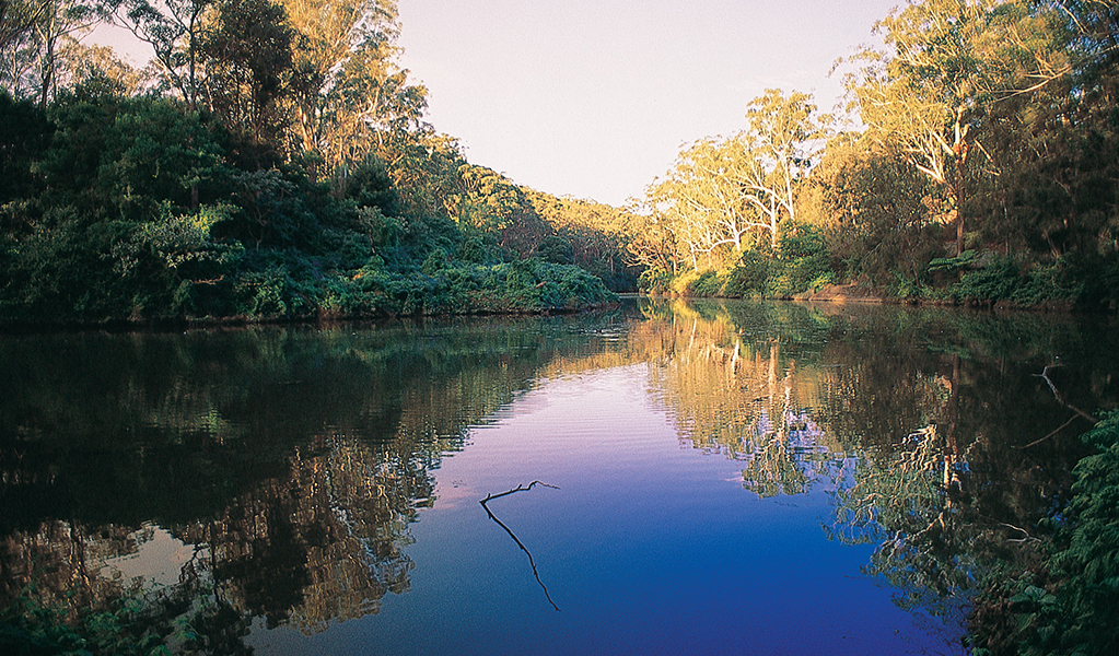 Reflections on water in Lane Cove River National Park  Credit: Michael Cufer/DCCEEW &copy; DCCEEW