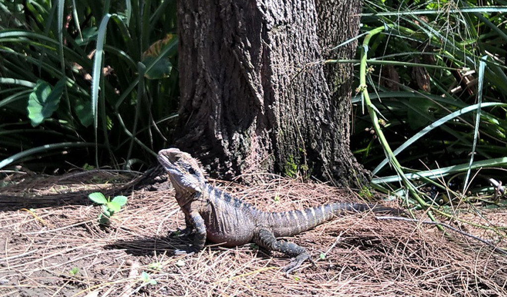 Water dragon camouflaged in pine needles. Credit: Theresa Wilsteed/DCCEEW &copy; DCCEEW