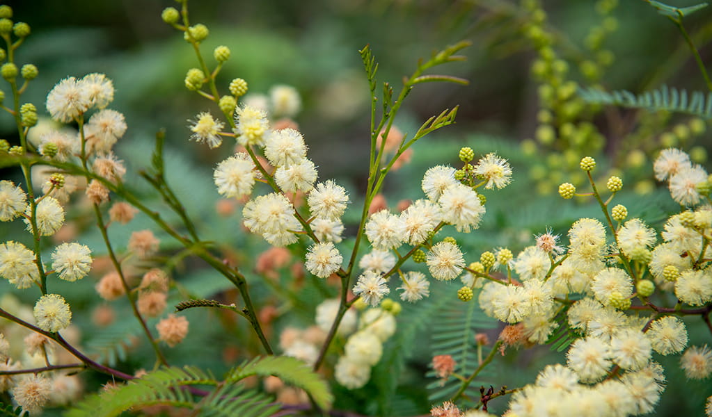 Black wattle, Halfway Point picnic area, Lane Cove National Park Credit: John Spencer/DCCEEW &copy; DCCEEW