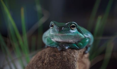 Green tree frog. Photo: Rosie Nicolai &copy; DCCEEW