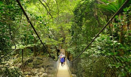 Visitors walk along suspended bridge through subtropical rainforest at Minnamurra. Photo: Elinor Sheargold &copy; DCCEEW