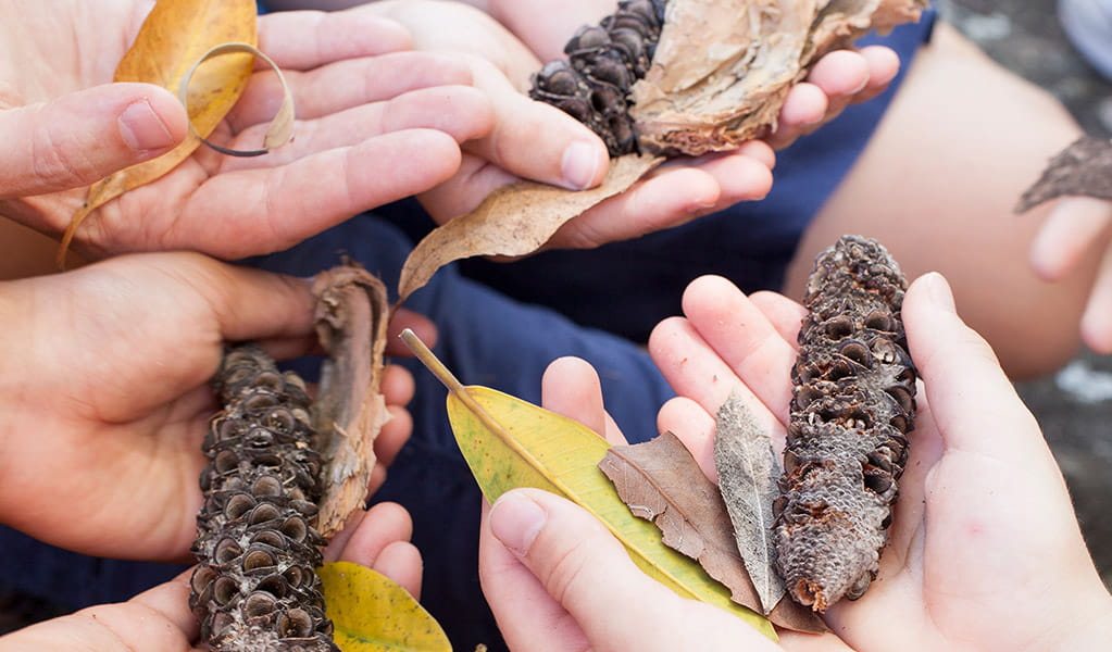 Children hold seed pods in a national park. Credit: Rosie Nicolai/DCCEEW &copy; OEH