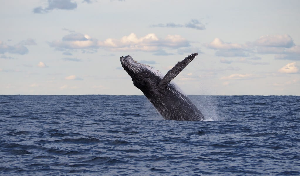 A whale breaches on its yearly migration, Wyrrabalong National Park. Photo: Bronwyn Kershaw/DCCEEW