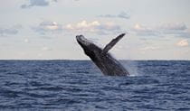 A whale breaches on its yearly migration, Wyrrabalong National Park. Photo: Bronwyn Kershaw/DCCEEW