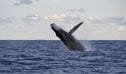 A whale breaches on its yearly migration, Wyrrabalong National Park. Credit: Bronwyn Kershaw/DCCEEW