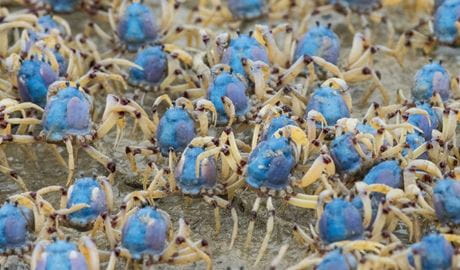 A close-up look at a cast of bright blue soldier crabs. Photo: Anthony Belton &copy; DPE