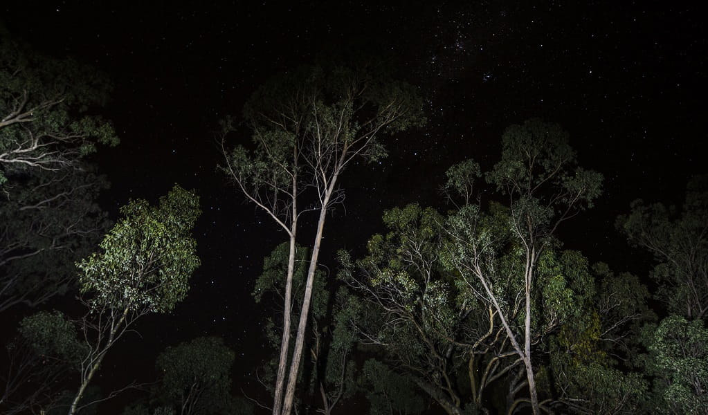 Looking up to the dark night sky through the branches of tall gum trees. Credit: Simone Cottrell/DCCEEW &copy; DCCEEW