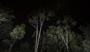 Looking up to the dark night sky through the branches of tall gum trees. Credit: Simone Cottrell/DCCEEW &copy; DCCEEW