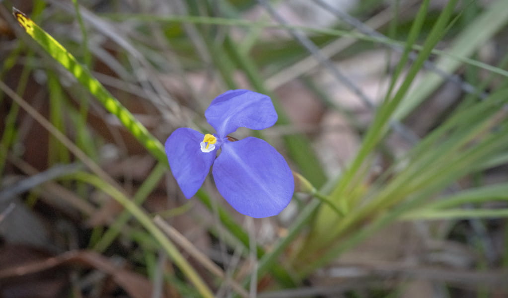 Purple wildflower Muogamarra Nature Reserve. Photo: John Spencer &copy; DCCEEW