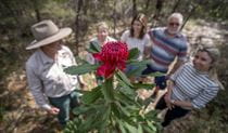 Group of people and ranger looking at waratah in Muogamarra Nature Reserve. Photo: John Spencer &copy; DCCEEW