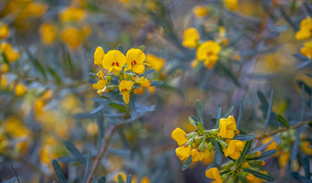 Close up shot of yellow Bossiaea heteophylla flower in Muogamarra Nature Reserve. Photo: John Spencer &copy; DCCEEW