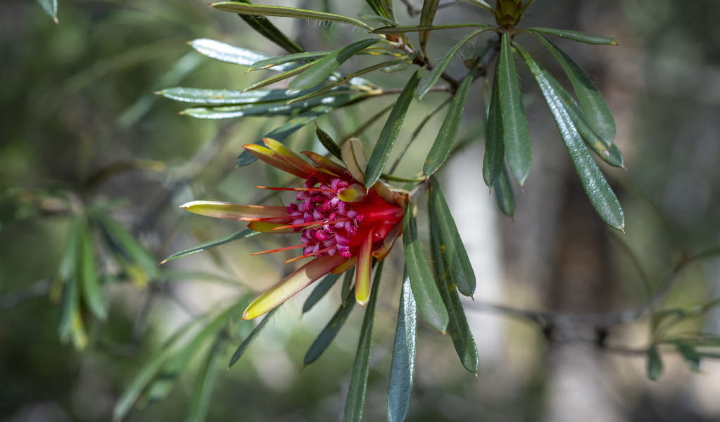 Lambertia formosa (Mountain Devil), Muogamarra Nature Reserve. Photo: John Spencer &copy; DCCEEW