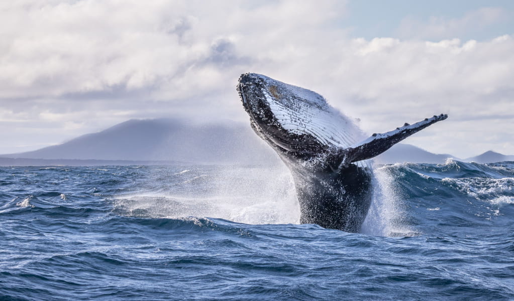 Humpback whale breaching. Photo: David Rogers &copy; DCCEEW