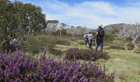 Walkers on the Porcupine walk, which has wildflowers in bloom, Kosciuszko National Park. Photo: Elinor Sheargold &copy; DPE